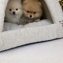 Pomeranian Puppies from Angelina Shishko