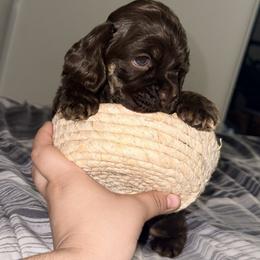 Cocker Spaniel Puppies from SoCal Cocker Spaniels