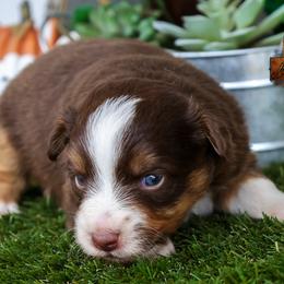 Rio - male Toy Australian Shepherd puppy in Granbury, Texas from Best Little Aussies