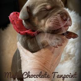 Great Dane Puppies from Allen’s Ridge Ranch