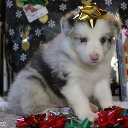 Oscar - Slate merle male Border Collie puppy in Richmond, Maine from Lil Maine Border Collies