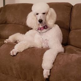 Story - Poodle