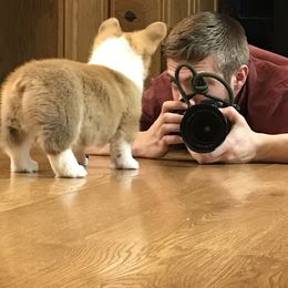 Bernese Mountain Dog and Pembroke Welsh Corgi Puppies from Highland Meadows