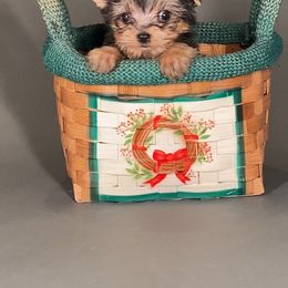 Kiko - Black and gold male Yorkshire Terrier puppy in San Diego, California from BC Breeders Association