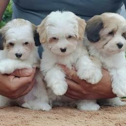 Cavachon, Cavalier King Charles Spaniel, Cavapoo, and Havanese Puppies from Peaks Pups & Cavachon Love Chocolate Cavaliers, Cavaliers, Cavachon’s, Cavapoos & Havanese