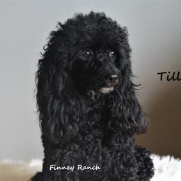 Tilly - Poodle