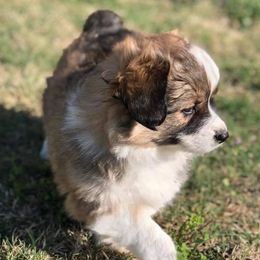 Pembroke Welsh Corgi Puppies from Diamond G Corgis