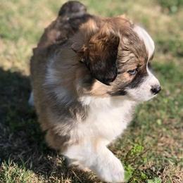 Pembroke Welsh Corgi Puppies from Diamond G Corgis