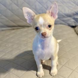 Chihuahua Puppies from Keljim's Chihuahuas