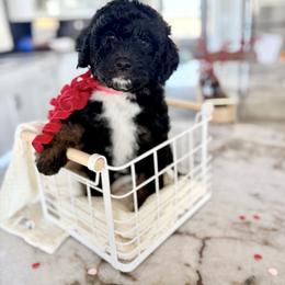 Timber - Black female Bernedoodle puppy in Buda, Illinois from Hamilton Farm Doodles