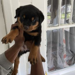 Rottweiler Puppies from Rott-Squad Kennels
