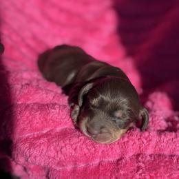 Miranda - Chocolate and tan female Dachshund puppy in Hornbeck, Louisiana from A&Z Mini Dachshunds