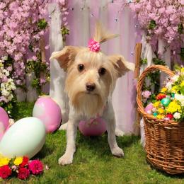 Ohana - Gold Yorkshire Terrier puppy in Knoxville, Tennessee from Little Yorkie Company