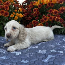 Max - Cream male Dachshund puppy in Cherry Tree, Oklahoma from Peavine Creek Dachshunds