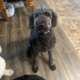 Goldendoodle All Grown Up from Spring Prairie Doodles