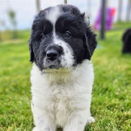 Sisel - White and black male Newfoundland puppy in Ohio from Vermillion Newfoundlands