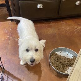 Marley - West Highland White Terrier