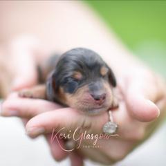 Jensen - Dapple male Dachshund puppy in Knox City, Missouri from Brittney's Dachshunds