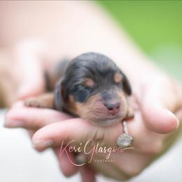 Jensen - Dapple male Dachshund puppy in Knox City, Missouri from Brittney's Dachshunds