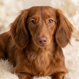 Ruby - Dachshund
