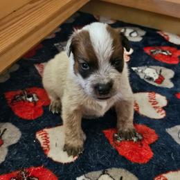 Mighty Moose - Red speckled male Australian Cattle Dog puppy in Cora, Wyoming from Lyla Hinman's Australian Cattle Dogs