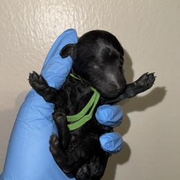 Green collar girl - Black female Poodle puppy in Valdosta, Georgia from Posh Poodles