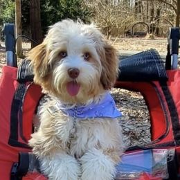 Aussiedoodle Puppies from Brambleberry Doodles