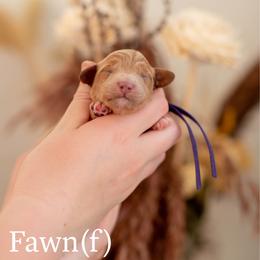 Fawn - Apricot female Goldendoodle puppy in Acton, Maine from Silver Pines Pups