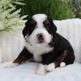 Luigi - Tri-color male Bernedoodle puppy in Perrysville, Ohio from Pleasant Valley Bernedoodles