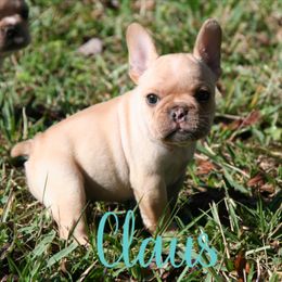 Boy 3 - French Bulldog puppy in Florida from Adorabullz by Sognare French Bulldogs