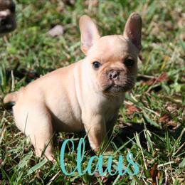 Boy 3 - French Bulldog puppy in Florida from Adorabullz by Sognare French Bulldogs