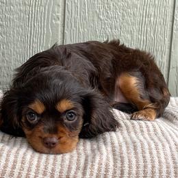 Coco - Chocolate female Cavalier King Charles Spaniel puppy in Caldwell, Idaho from Treasure Valley Poodles