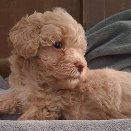 Beyoncé - Gold female Shihpoo puppy in Macon, Georgia from Shipoo Lane
