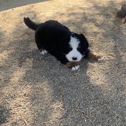 Bernese Mountain Dogs from Desert Mountain Dogs