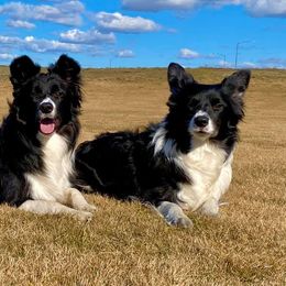 Border Collie All Grown Up from Element Border Collies