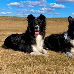 Border Collie All Grown Up from Element Border Collies