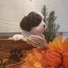 Cavalier King Charles Spaniel Puppies from Diamond Valley Ranch