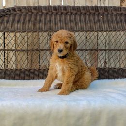 Bernedoodle and Goldendoodle Puppies from Delta Doodles and Poodles