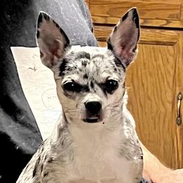 Calypso - Chihuahua