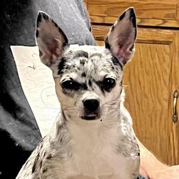 Calypso - Chihuahua
