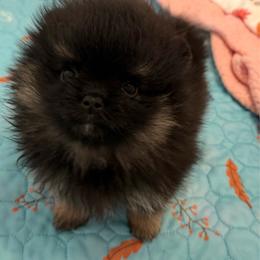 Faye - Black and tan female Pomeranian puppy in Newport Beach, California from Exotic City Pomeranians and chihuahuas