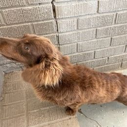 Dachshunds from Nana’s Pups Miniature Dachshunds