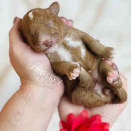 Cranberry - Red  female Goldendoodle puppy in Naples, Florida from Paradise Coast Doodles