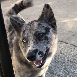 Cookie - Pomsky