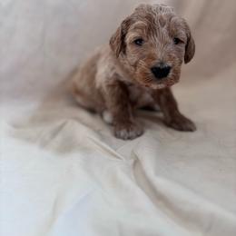 Stella - Gold female Bordoodle puppy in Indianapolis, Indiana from Indiana Bordoodles