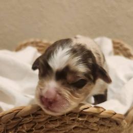 Miniature American Shepherd and Toy Australian Shepherd Puppies from Riverstone Aussies