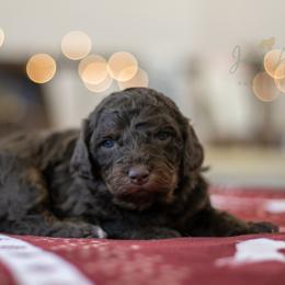 Arwen - Beautiful Chocolate - Brown female Bernedoodle puppy in Eureka, Illinois from Joley Aire Family Dogs