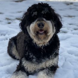 Hazel - Bernedoodle