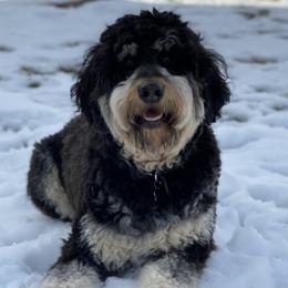 Hazel - Bernedoodle