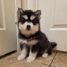 Eugeo - Black and white male Siberian Husky puppy in Buckeye, Arizona from Anime Huskies